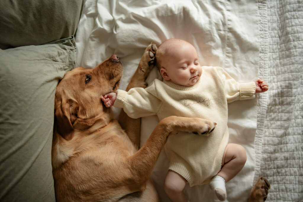 Newborn Photography · North Liberty, Coralville, Iowa City, and Cedar Rapids, Iowa · Baby Photographer Newborn baby laying on its back on a bed while a large golden retriever lays on its side next to it with one paw draped over the baby protectively