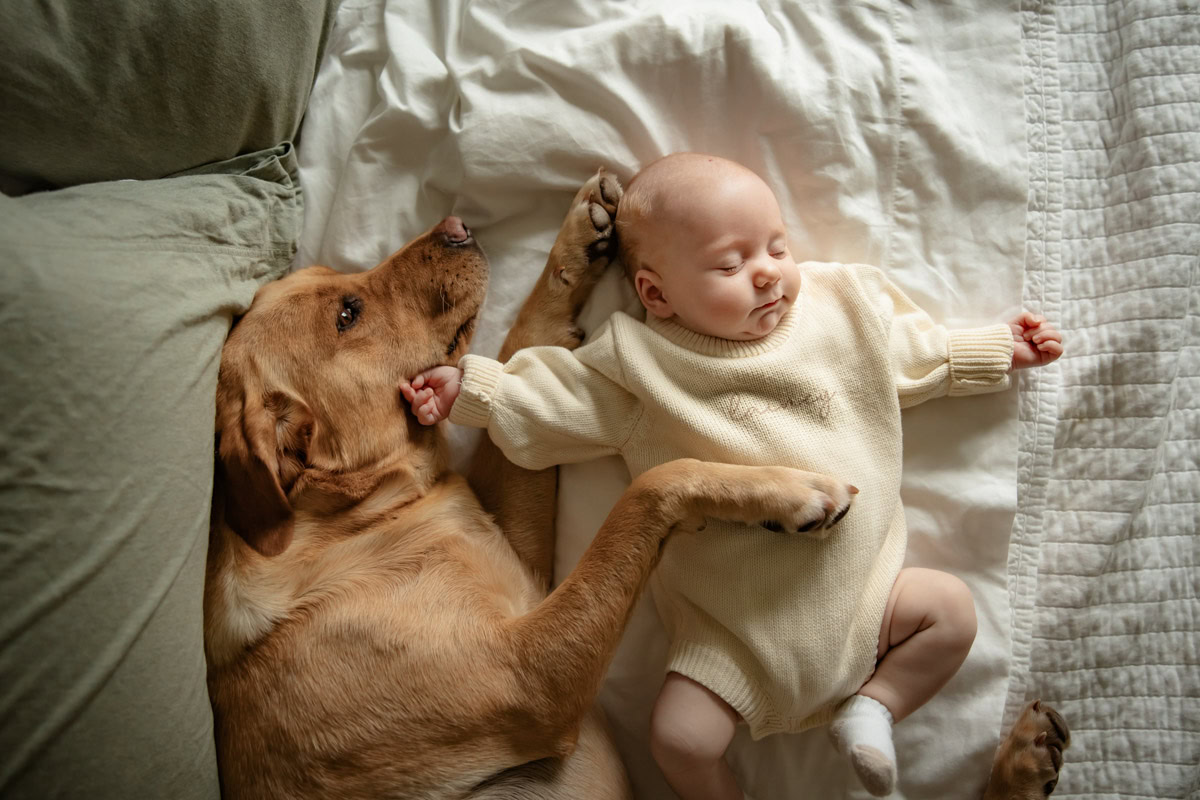 Newborn baby laying on its back on a bed while a large golden retriever lays on its side next to it with one paw draped over the baby protectively